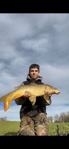 Common Carp
