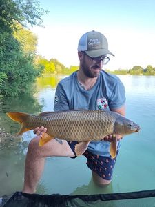 Common Carp