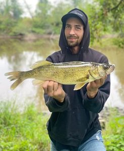 Walleye