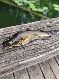 Black Bullhead