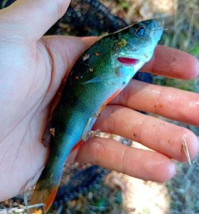 European Perch
