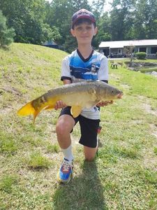 Mirror Carp