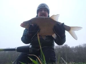 Common Bream