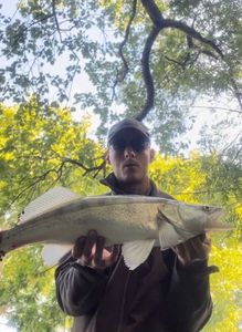Zander