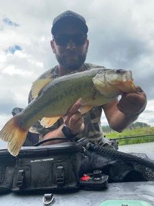 Largemouth Bass