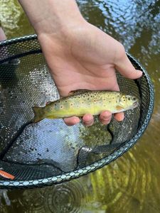 Brown Trout