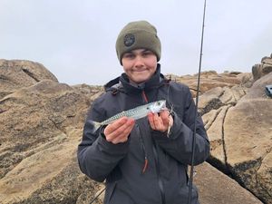 Mackerel