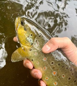 Brown Trout