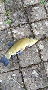 Tench