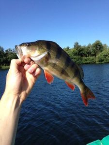 European Perch