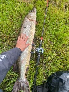 Northern Pike