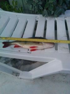European Perch