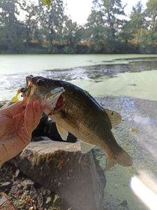 Largemouth Bass