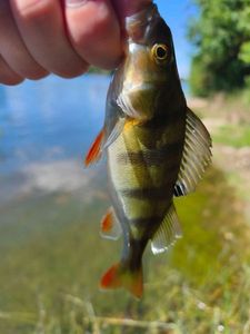 European Perch