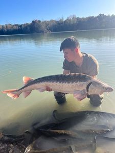 Sturgeon