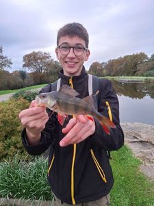 European Perch