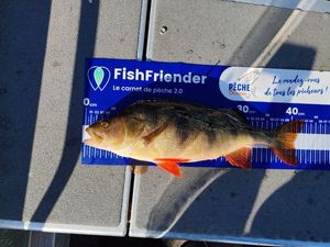 European Perch