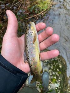 Brown Trout