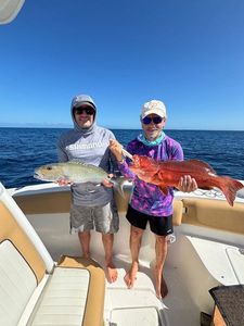 Bluespotted seabass