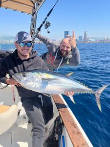 Bluefin Tuna