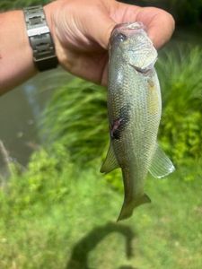 Smallmouth Bass