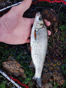 Common Dace