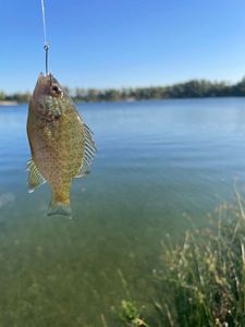 Green Sunfish