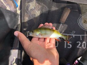 European Perch