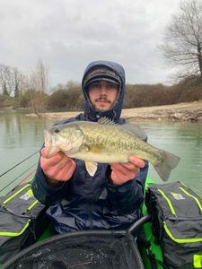 Largemouth Bass