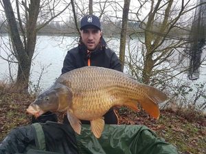 Common Carp