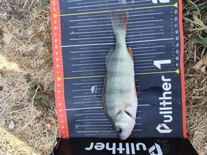 European Perch