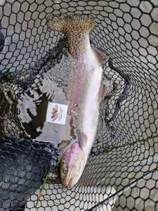 Rainbow Trout