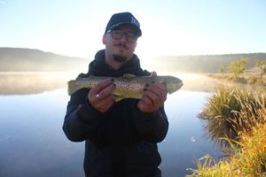 Brown Trout