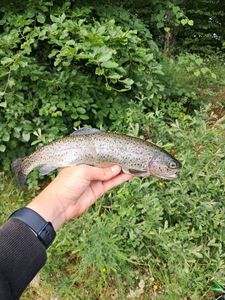 Rainbow Trout
