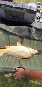 Common Carp