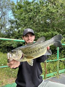 Largemouth Bass