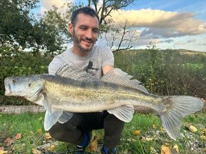 Zander