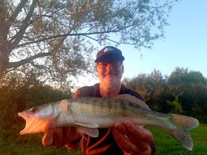 Zander
