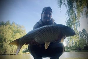 Common Carp