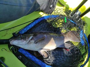 Ballan Wrasse