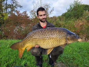 Common Carp