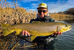 Brown Trout