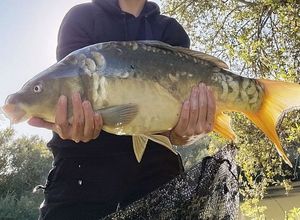 Mirror Carp