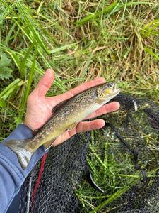 Brown Trout