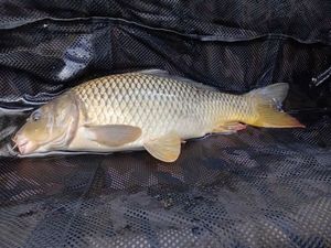Common Carp