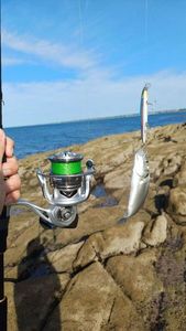 European Bass (Seabass)