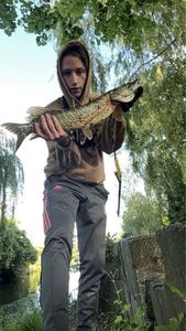 Northern Pike