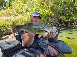 Largemouth Bass