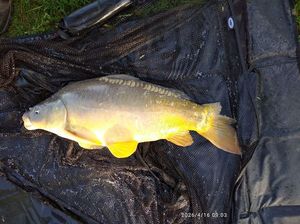 Mirror Carp