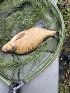 Common Bream